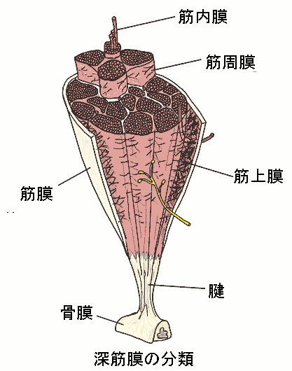 骨膜